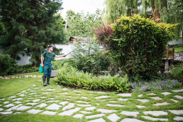 Best Ant Control Services  in Lago Vista, TX