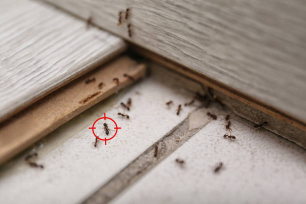 Insect Control in Lago Vista, TX