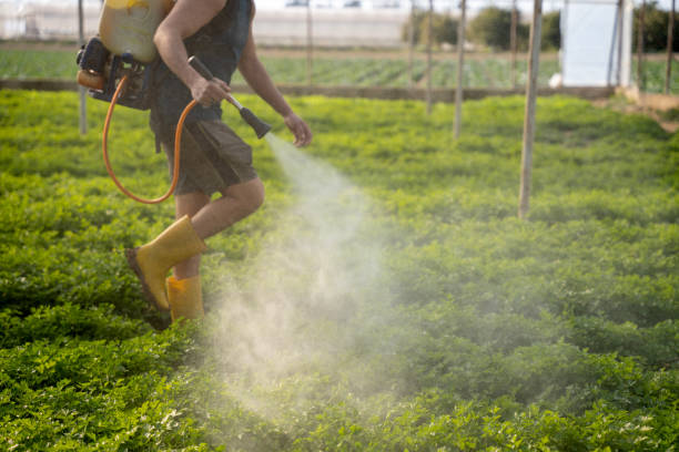 Best Best Pest Control Companies  in Lago Vista, TX