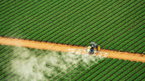 Best Ant Control Services  in Lago Vista, TX