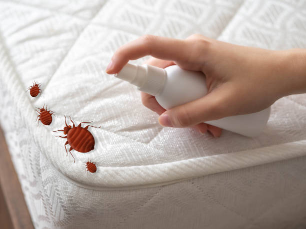 Wasp Removal Services in Lago Vista, TX