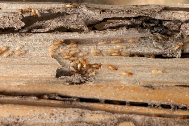 Best Pest Inspection Near Me  in Lago Vista, TX