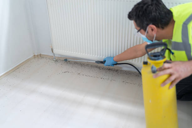 Best Wasp Removal Services  in Lago Vista, TX