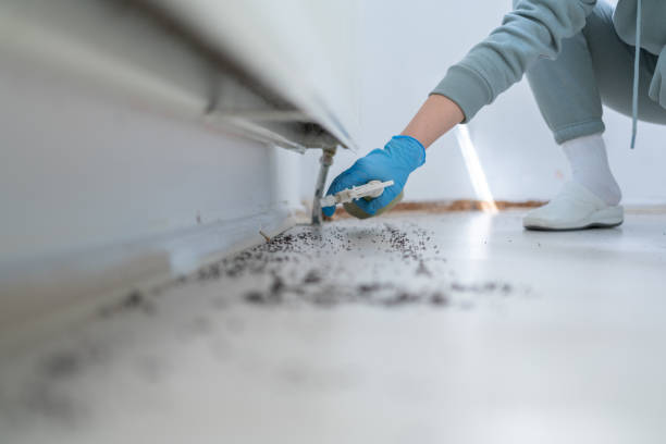 Best Termite Control Services  in Lago Vista, TX